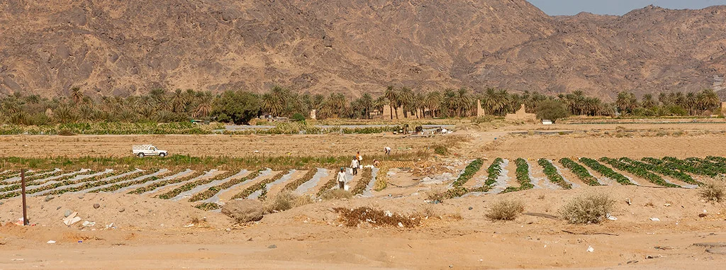 A Growing Issue:  Food Security in the Gulf