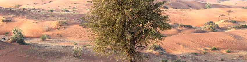 Confronting Environmental Challenges in the GCC: The Initiatives at Play